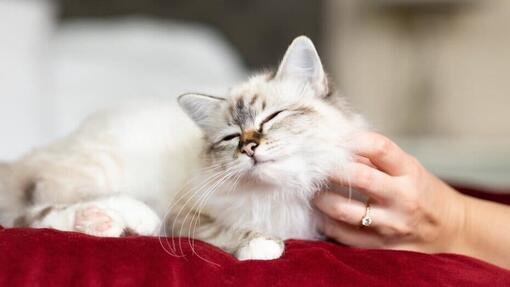 Probiotics for cats pets at outlet home